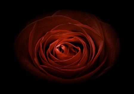 Red rose on black