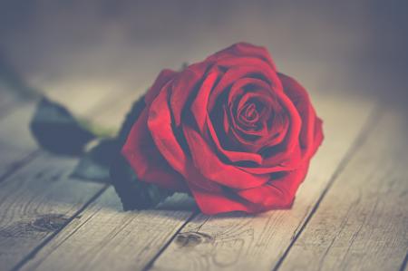 Red Rose on Brown Wooden Surface