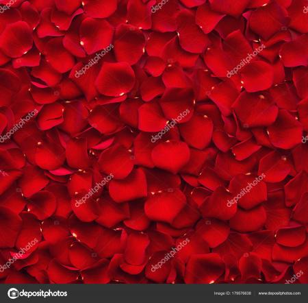 rose petals
