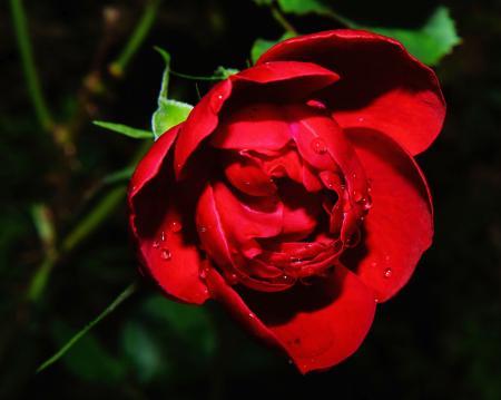 Red Rose Photography