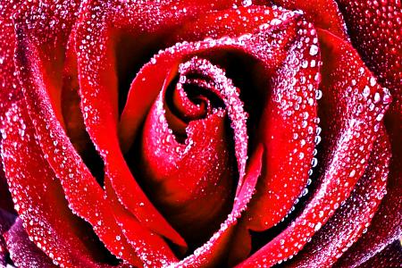 Red rose with dew drops closeup