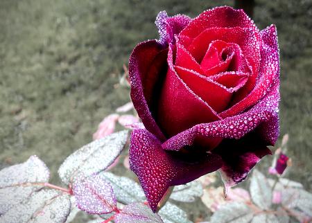 Red rose with dew drops
