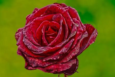 Red Rose With Green Background