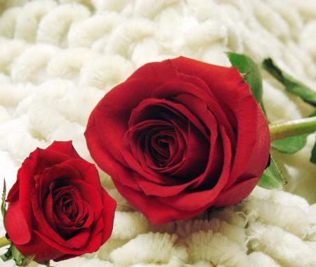 Two red roses