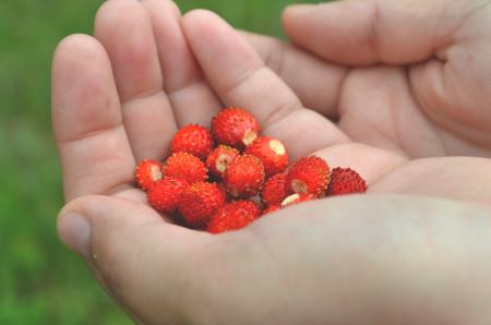 Red Round Fruit on Human's Palm