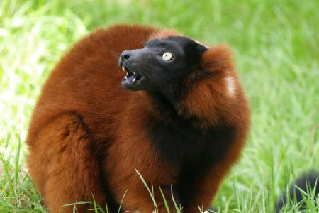 Ruffed Lemur