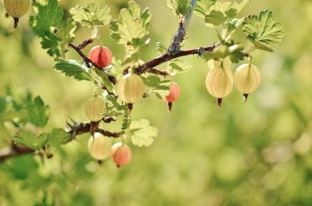 Red Small Fruit on the Tree Branches and Leaves during Daytime