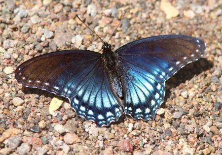 RED-SPOTTED ADMIRAL (Limenitis arthemis arizonensis) (4-27-14) sonoita creek, patagonia, scc, az