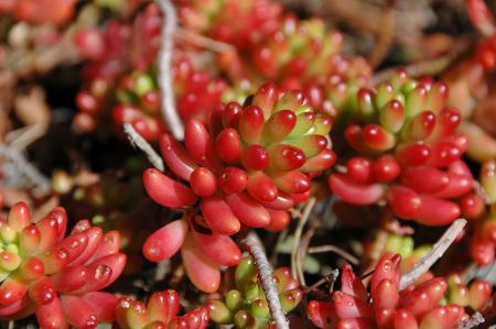 Red Succulents