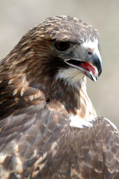 Red Tailed Hawk