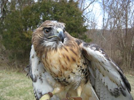 Red Tailed Hawk