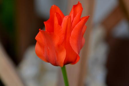 Red Tulip