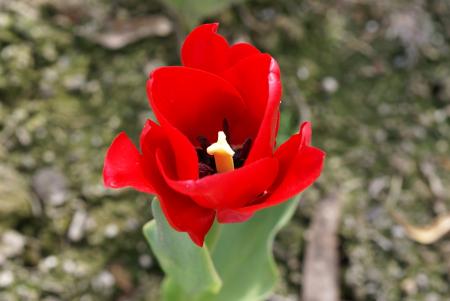 Red tulip
