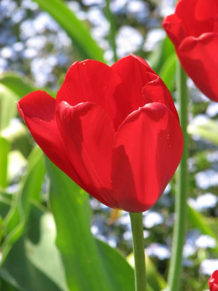 Red Tulips