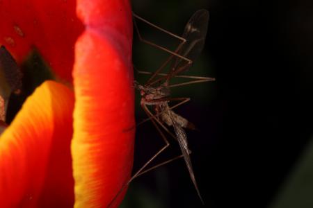 Red Tulip with Cranefly