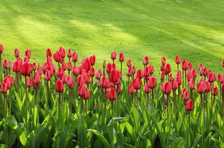 Red Tulips on Green Grass Field