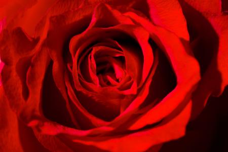 Red Vibrant Rose