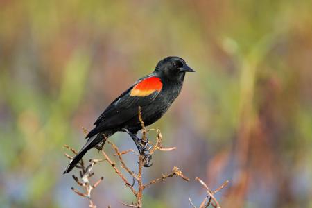 Red Winged Blackbird