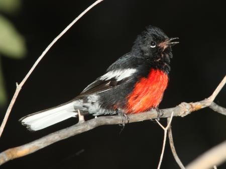 REDSTART, PAINTED (7-29-09) az -02