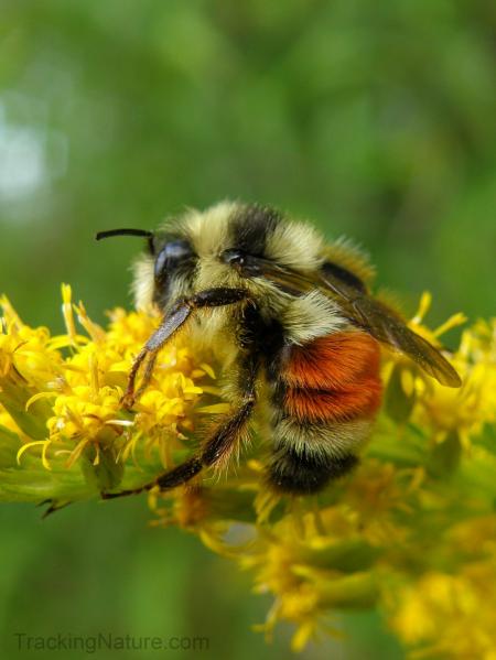 Redtail Bee