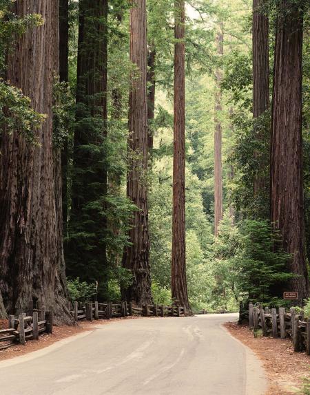 Redwood National Park