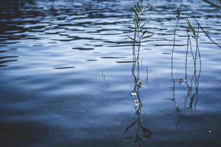 Reed in the Lake