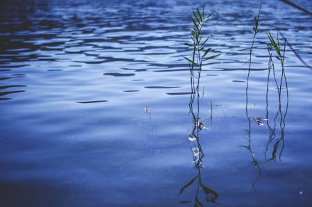 Reed in the River