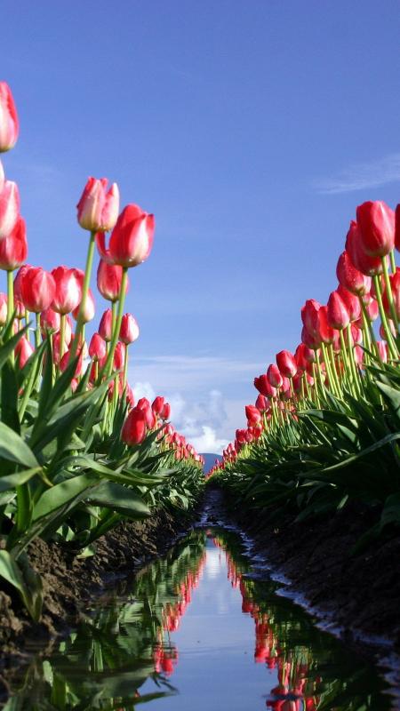 Reflected Tulips