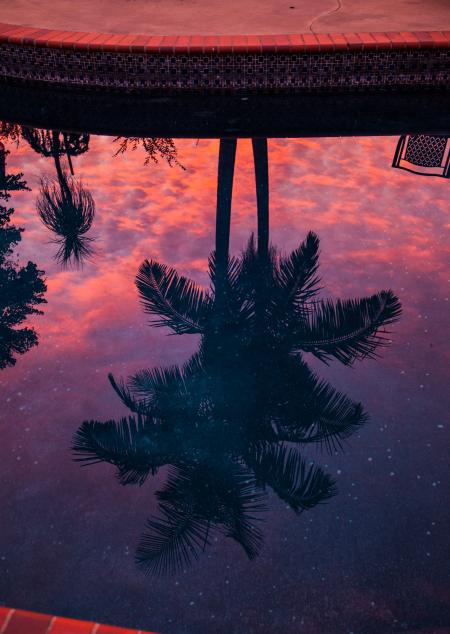 Reflection of Two Coconut Tree on Body of Water