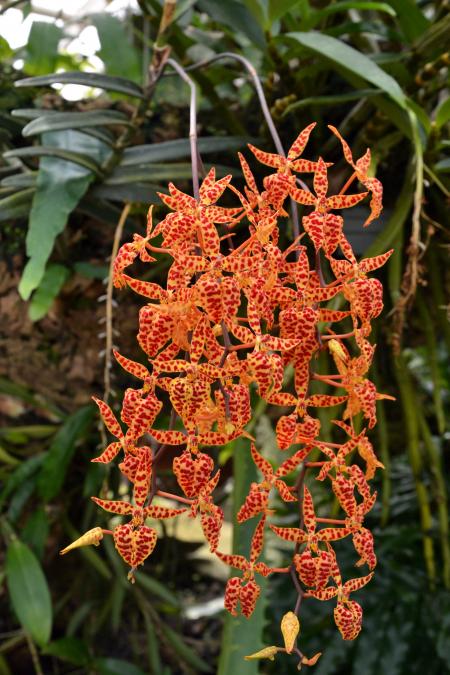 Renanthera monachica