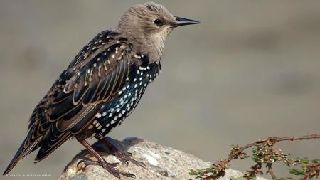 Resting Bird