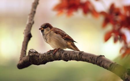 Resting sparrow