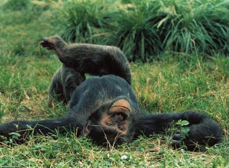 Resting Chimpanzee