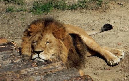 Resting Lion