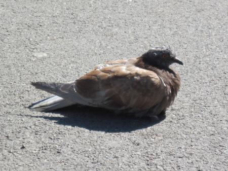 Resting pigeon