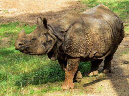 Rhino in the Zoo