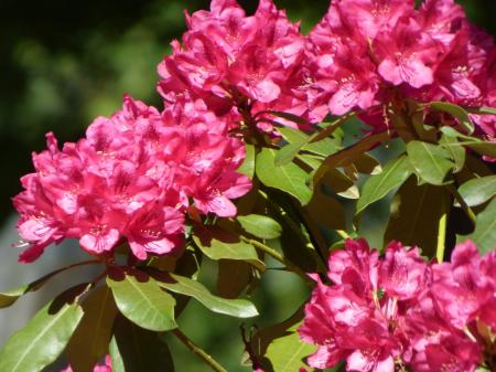 Rhododendron