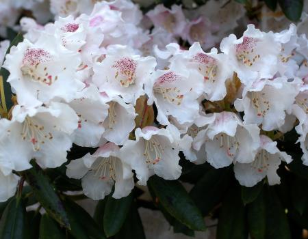 Rhododendron