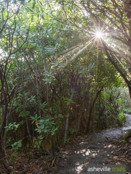 Rhododendron Canopy Trail