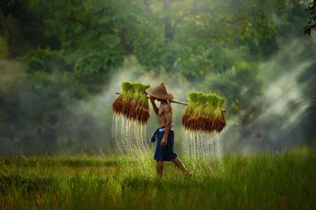 Thai rice field