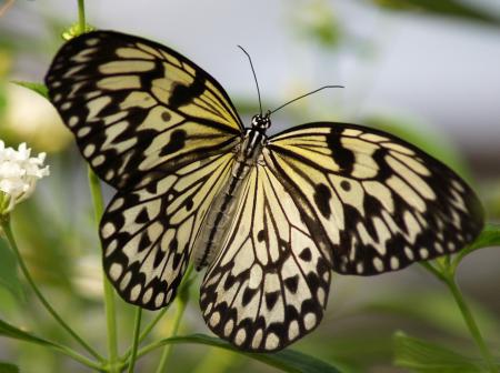 Rice paper Butterfly