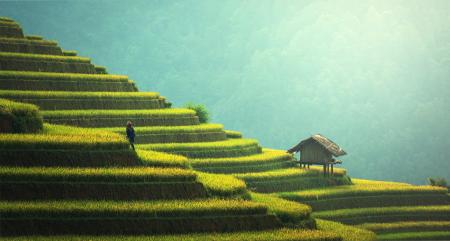 Rice Plantation in Asia