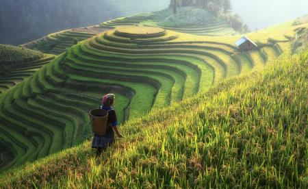 Rice Plantation on the Hill