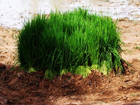 Rice seedlings prepared for planting sea