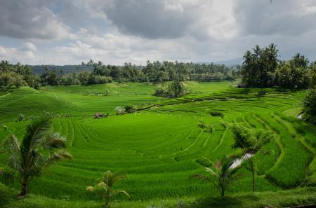 Rice Terraces