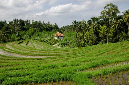 Rice Terraces