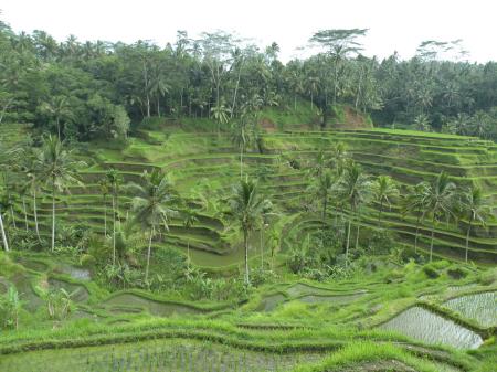 Ricefields and temple