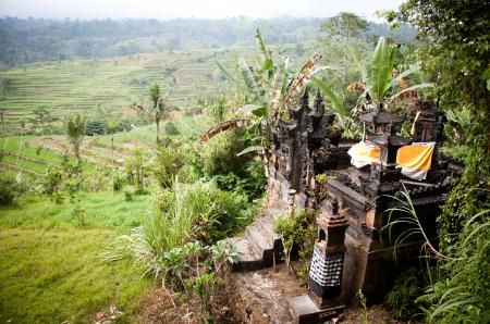 Ricefields and temple