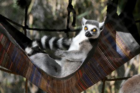 Ring Tailed Lemur