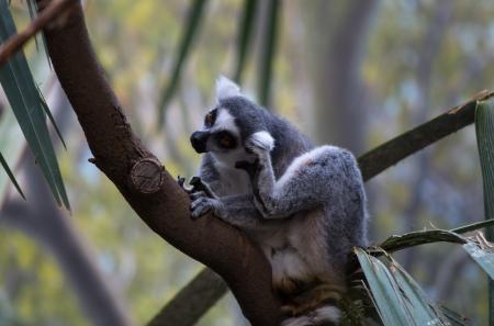 Wild Lemur